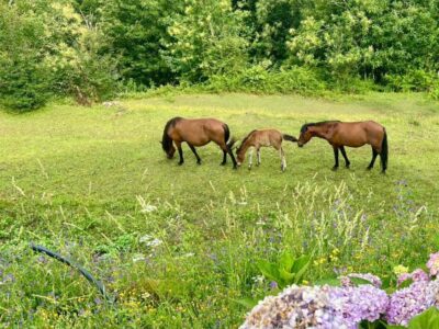 QG Quinta de Grovelas