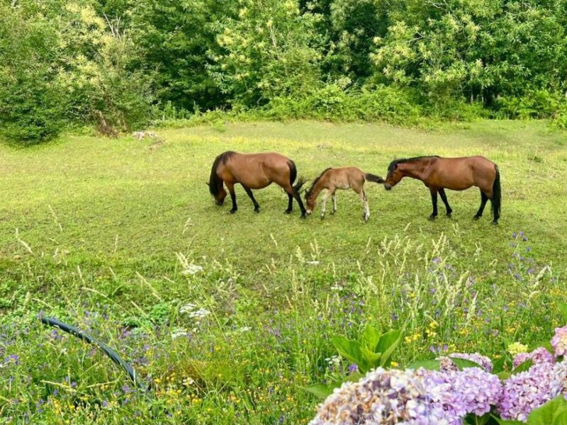 QG Quinta de Grovelas